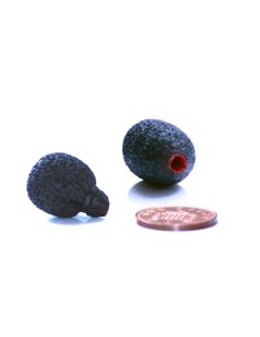 RYCOTE MICROPHONE Antivento Rycote